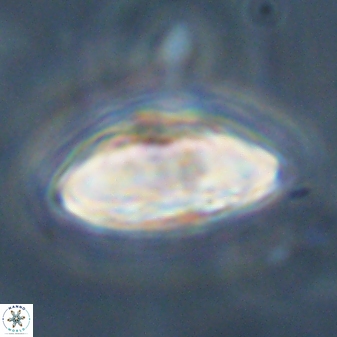 Davidbukrya perchnielseniae 45609