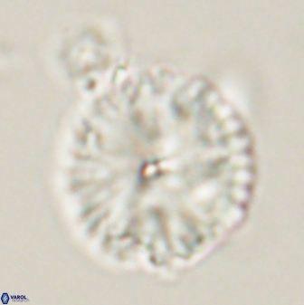 Davidbukrya perchnielseniae 52572