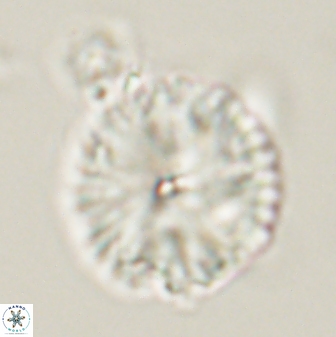 Davidbukrya perchnielseniae 52572