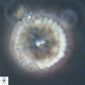 Davidbukrya perchnielseniae 52573