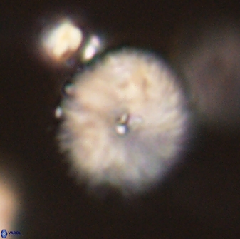 Davidbukrya perchnielseniae 52574