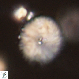Davidbukrya perchnielseniae 52574