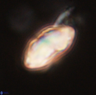 Davidbukrya perchnielseniae 52580