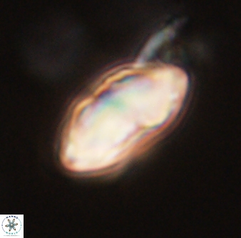 Davidbukrya perchnielseniae 52580