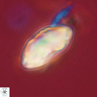 Davidbukrya perchnielseniae 52581