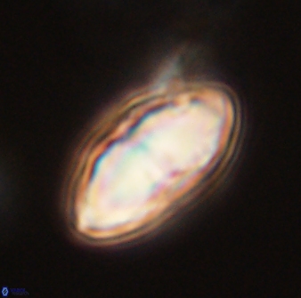 Davidbukrya perchnielseniae 52584