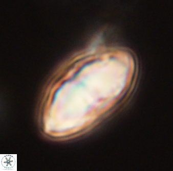 Davidbukrya perchnielseniae 52584