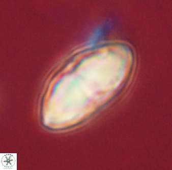 Davidbukrya perchnielseniae 52585