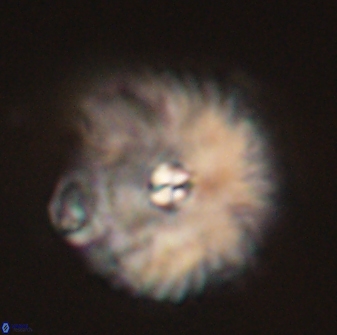 Davidbukrya perchnielseniae 52605