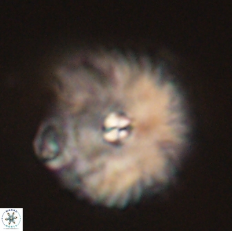 Davidbukrya perchnielseniae 52605