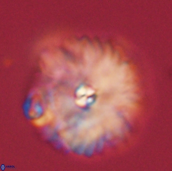 Davidbukrya perchnielseniae 52606