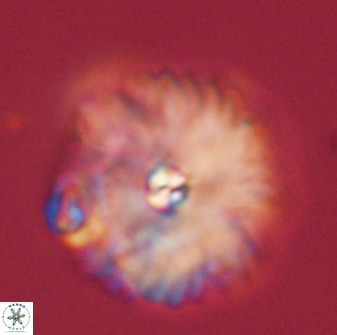 Davidbukrya perchnielseniae 52606