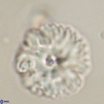 Davidbukrya perchnielseniae 52607