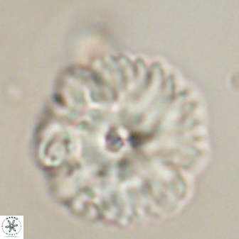 Davidbukrya perchnielseniae 52607