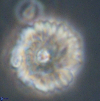 Davidbukrya perchnielseniae 52608