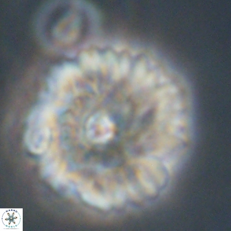 Davidbukrya perchnielseniae 52608