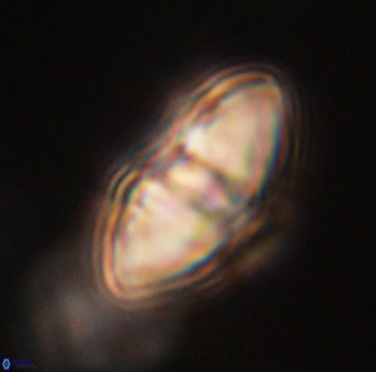 Davidbukrya perchnielseniae 52612