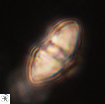 Davidbukrya perchnielseniae 52612