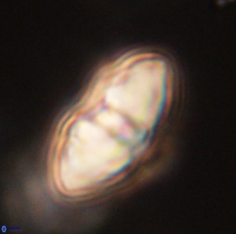 Davidbukrya perchnielseniae 52615