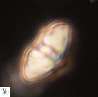 Davidbukrya perchnielseniae 52615