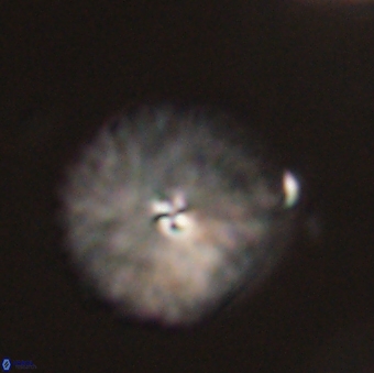 Davidbukrya perchnielseniae 52699