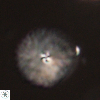 Davidbukrya perchnielseniae 52699