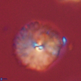 Davidbukrya perchnielseniae 52700