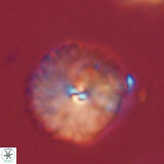 Davidbukrya perchnielseniae 52700
