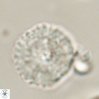 Davidbukrya perchnielseniae 52701