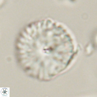 Davidbukrya perchnielseniae 52702