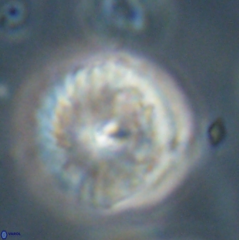 Davidbukrya perchnielseniae 52703