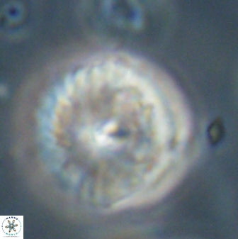 Davidbukrya perchnielseniae 52703