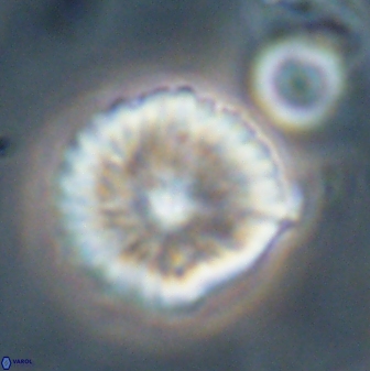 Davidbukrya perchnielseniae 52704