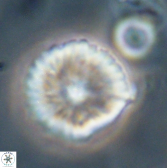 Davidbukrya perchnielseniae 52704