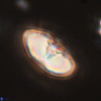 Davidbukrya perchnielseniae 52714