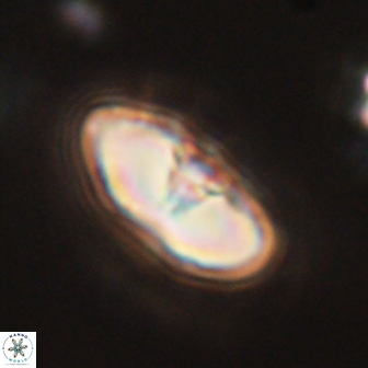 Davidbukrya perchnielseniae 52714