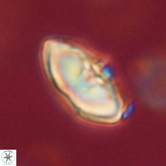 Davidbukrya perchnielseniae 52720