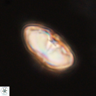 Davidbukrya perchnielseniae 52721
