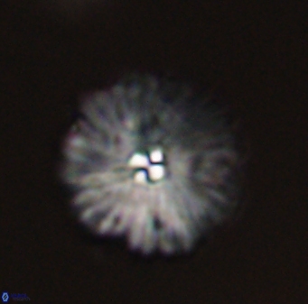 Davidbukrya perchnielseniae 55617