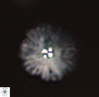 Davidbukrya perchnielseniae 55617