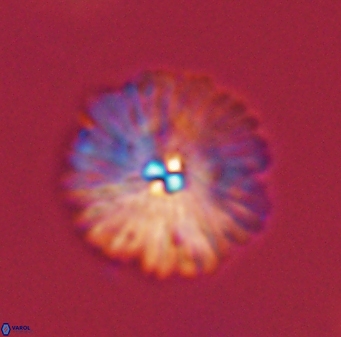 Davidbukrya perchnielseniae 55618