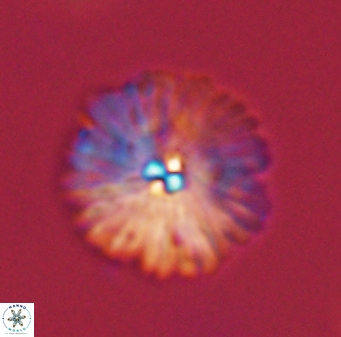 Davidbukrya perchnielseniae 55618