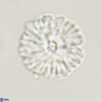 Davidbukrya perchnielseniae 55619