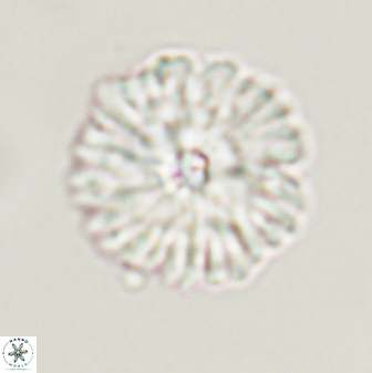 Davidbukrya perchnielseniae 55619