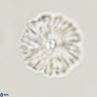 Davidbukrya perchnielseniae 55620