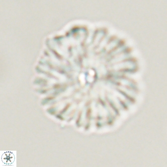 Davidbukrya perchnielseniae 55620