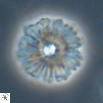 Davidbukrya perchnielseniae 55621