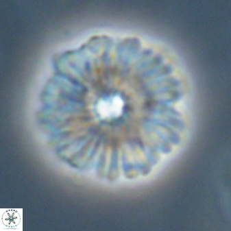 Davidbukrya perchnielseniae 55622