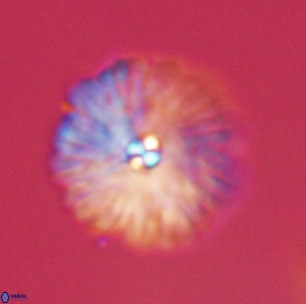 Davidbukrya perchnielseniae 55623