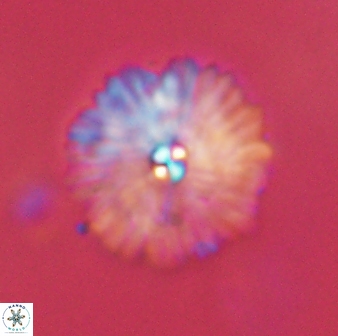 Davidbukrya perchnielseniae 55627